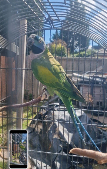 Lord Derby/ Derbyan Parrot