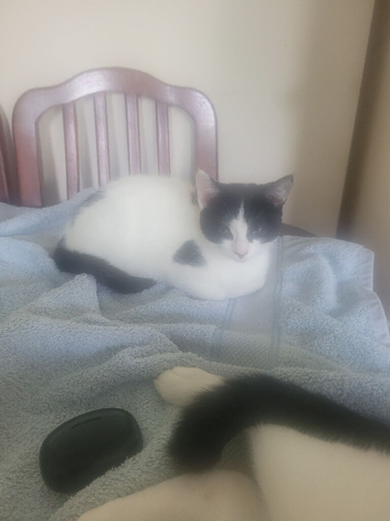 Kitten for sale urgent