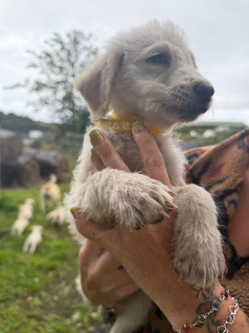 Labradoodles  new homes