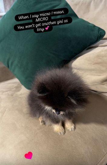 Rare Opportunity Micro Pomeranian