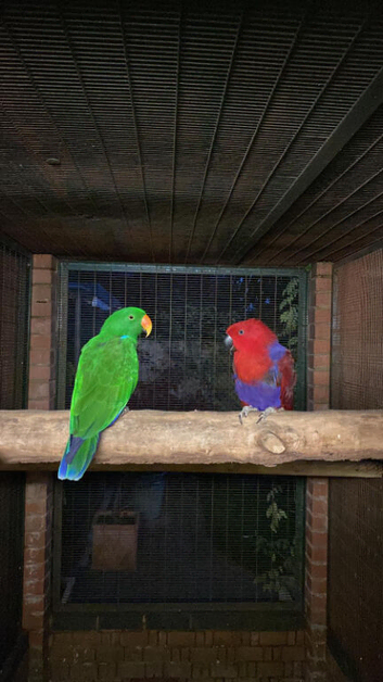 Pair Red Sided eclectus