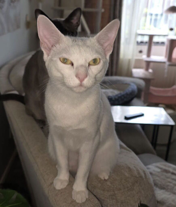 Tilly the russian white/siamese