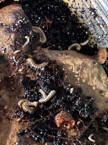 WILD TYPE MILLIPEDES