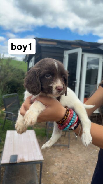 english springer spaniel puppies for sale