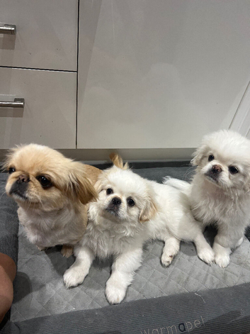 Ready for new family