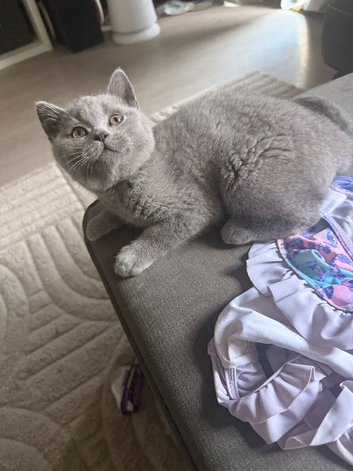 British blue kittens