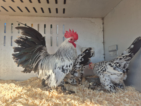 Exhibition sablepoot hatching eggs