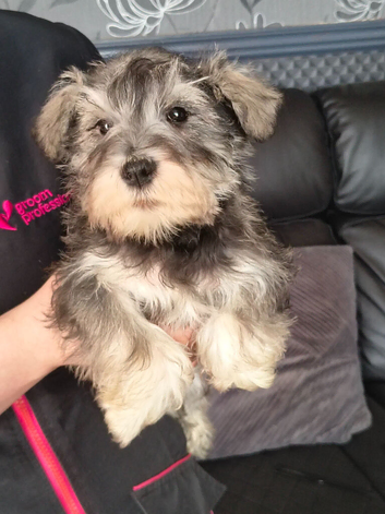 Miniature schnauzer puppy