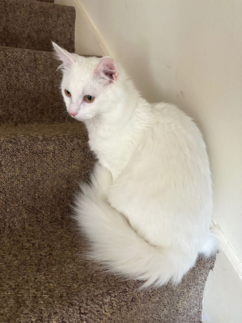 8 month old Turkish Angora Loki Urgently Seeking Home