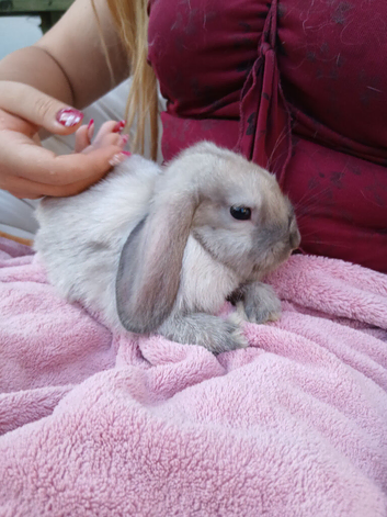 Beautiful mini lop rabbits 9 weeks old