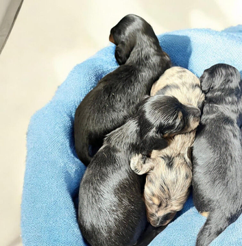 Miniature longhaired Dachshund puppies