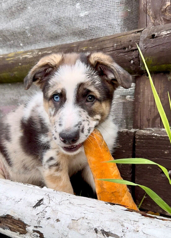 Beautiful Shollie Pups