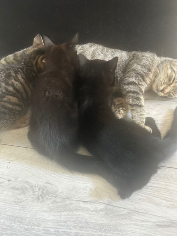 Kittens looking homes