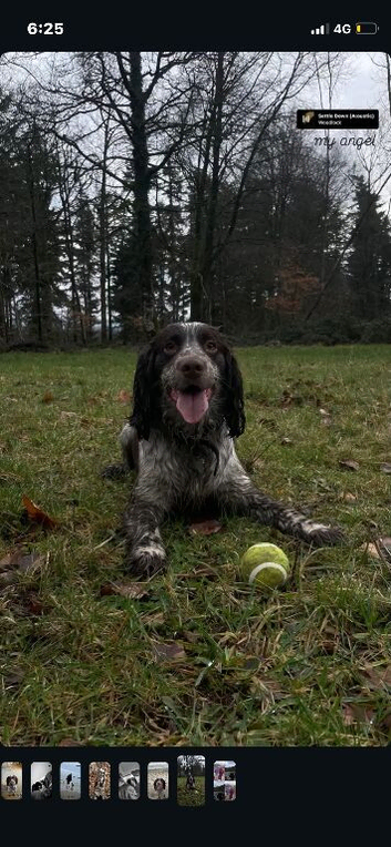 3 year old cocker spaniel stud