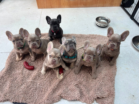 French bulldog dog puppies for sale