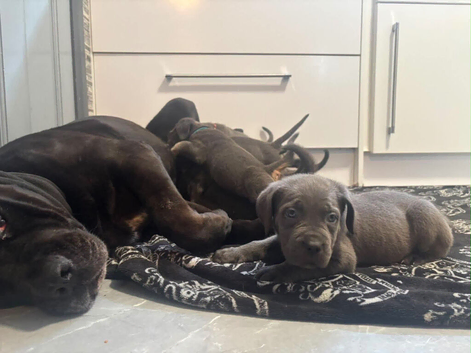 BLUE CANE CORSO PUPPIES FOR SALE