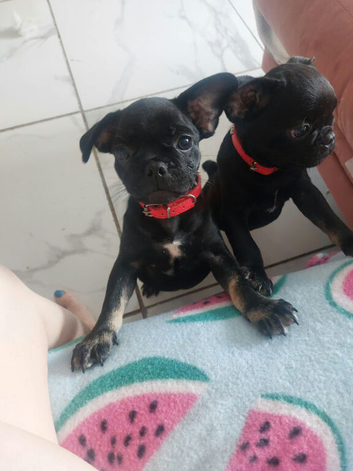 3 frugs