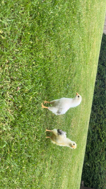 (MALE AND FEMALE PAIR)