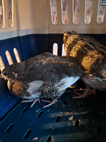 Mixed colour Male Quail