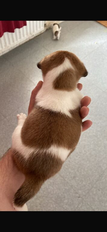 2 boys ready for loving homes