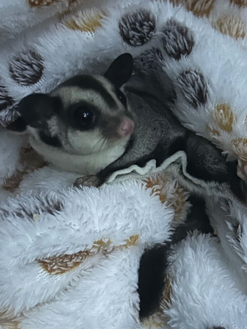 Beautiful baby male sugarglider
