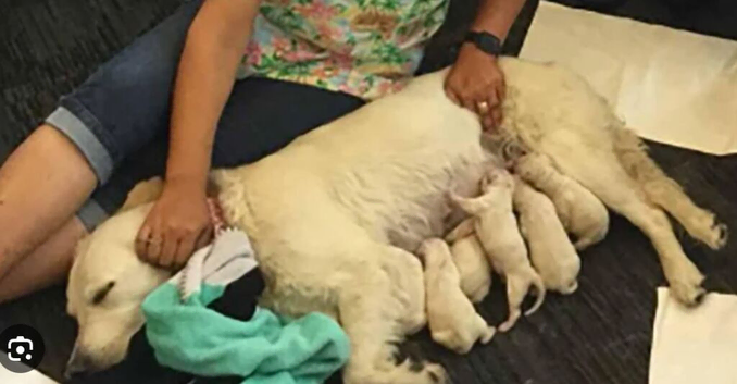 Doggy Dula, Support with delivering and nurturing your dog while in labour, during delivery and helping with the feeding