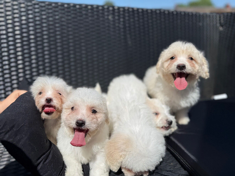 Maltese puppies