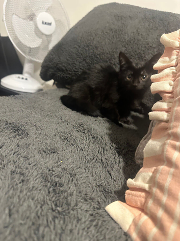 Female kitten