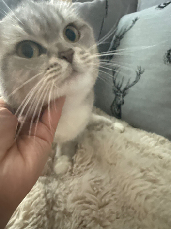 Kitten for sale  dad ragdoll  and mim british short hair