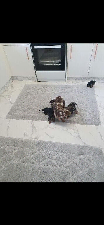 Looking For There New Home