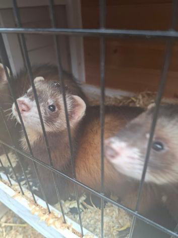 Polecat for sale