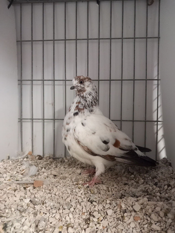 Pigeons for sale