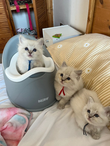 TICA registered ragdoll kittens 2 boys left!