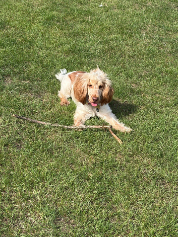 Mabel looking for her forever home.