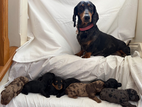 7 Beautiful Doxiepoos