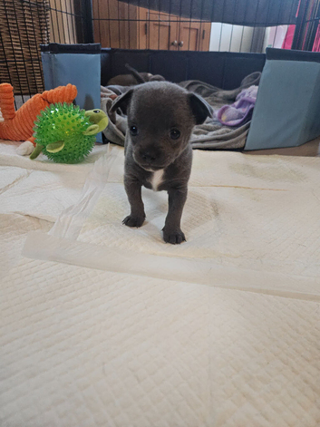 x5 Smoothcoat Chihuahuas for sale