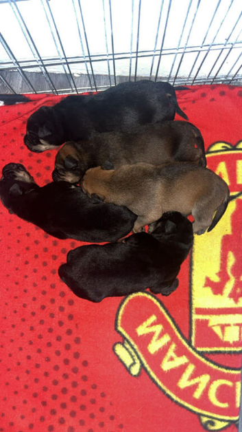 Mixed breed puppies