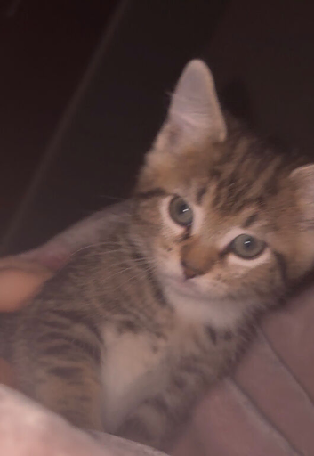 Beautiful female kitten for sale