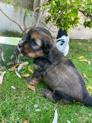 Show cocker spaniel x Shih Tzu