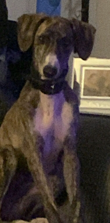 Saluki greyhound