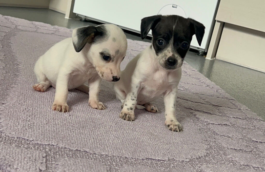 Cockapoo x jackrussell pups