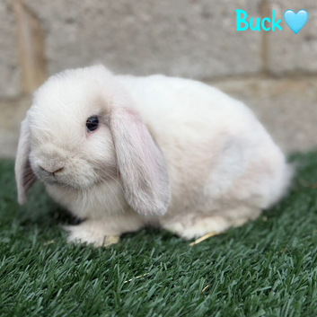 Pure breed mini lop