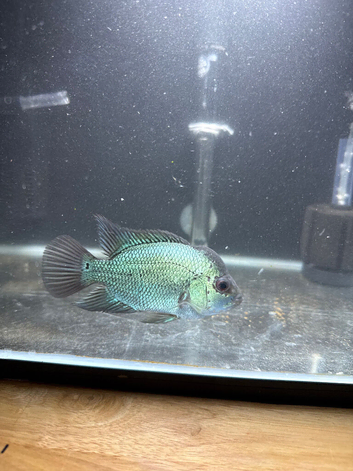 Thai silk Flowerhorn for sale Dunstable
