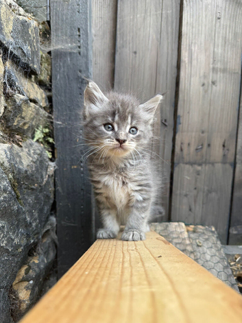 Full pedigree Maine Coon Kittens