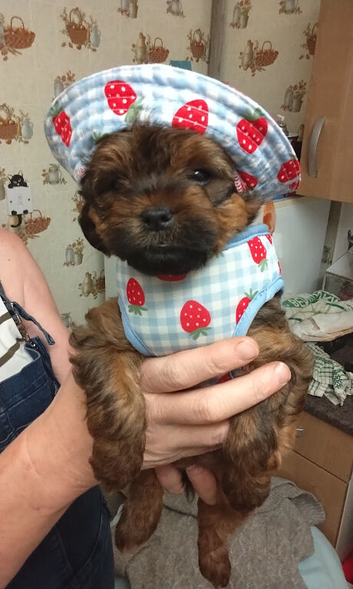 Cockerpoo