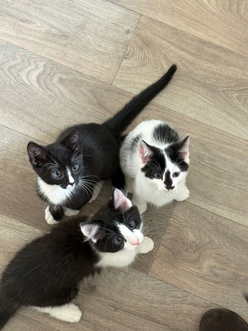 tuxedo kittens