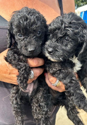 2 Beautiful Black And Black And White Cockapoos