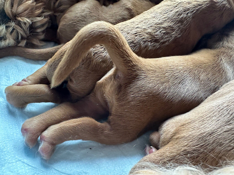 Three fox Red Cockapoo puppies