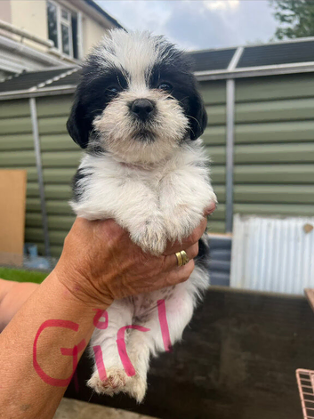 Puppy&rsquo;s for sale Shih Tzu 7 mixed litter
