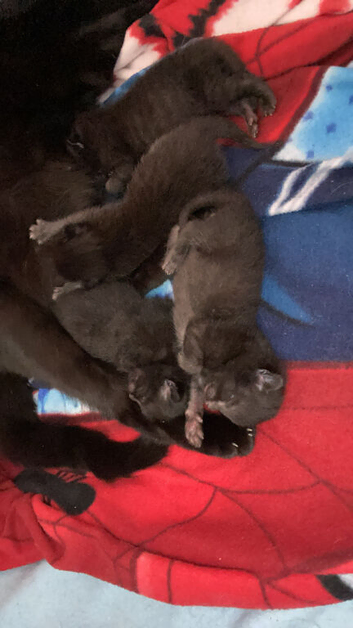 3 kittens ready 15th September